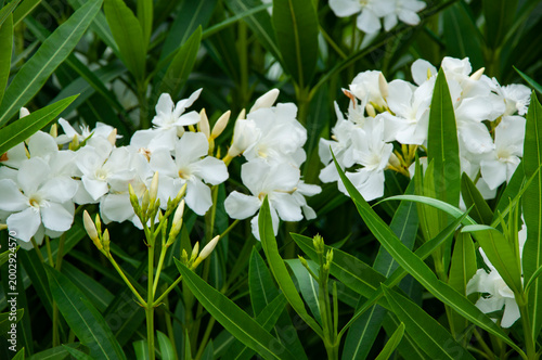 Flora nature. Bright blooming flower in nature. Nerium oleander. Oleander flower. Flowering nature closeup. Macro of flowering plant. White exotic flower. Natural flower plant in summertime