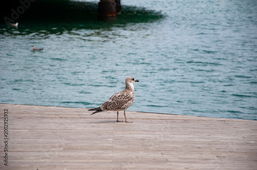 A lonely seagull at sea. Seagull near water. Sea gull bird. Fauna and nature. Seagull bird observing the water. Sea gull with beak and feather. Seagull sitting outdoor