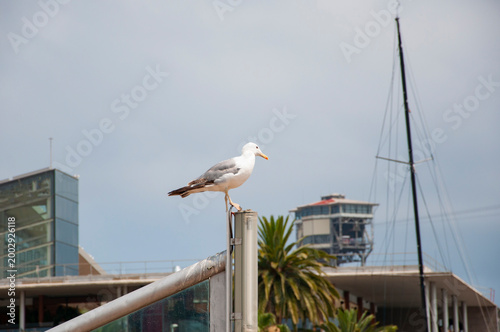 Sea gull with beak and feather. Seagull sitting on fence outdoor. A lonely seagull at the sea. Seagull near water. Sea gull bird. Fauna and nature. Seagull bird observing the water