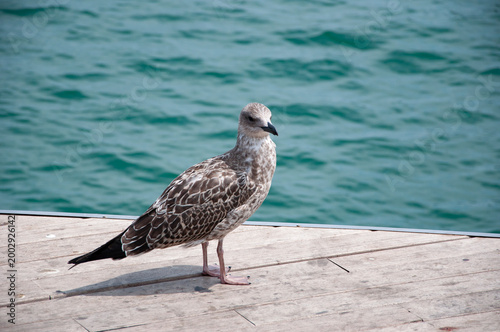 Seagull bird observing the water. Sea gull with beak and feather. Seagull sitting outdoor. A lonely seagull at the sea. Seagull near water. Sea gull bird with copy space. Fauna and nature