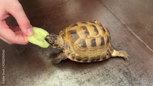 Close-up of small pet tortoise biting slice of cucumber from child's hand. Candid feeding moment, gentle interaction between child and animal.