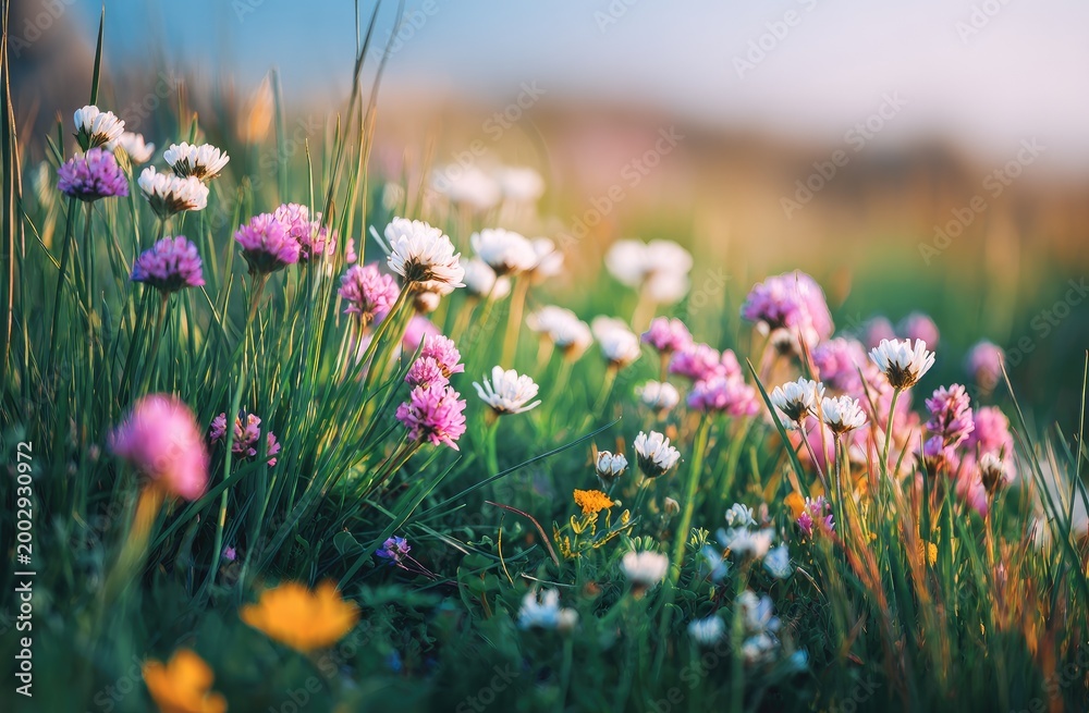 Obraz premium Soft focus meadow wildflowers in golden hour sunlight, delicate blooms glow
