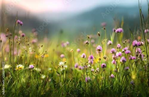 Sunlit meadow with soft focus pink and white wildflowers