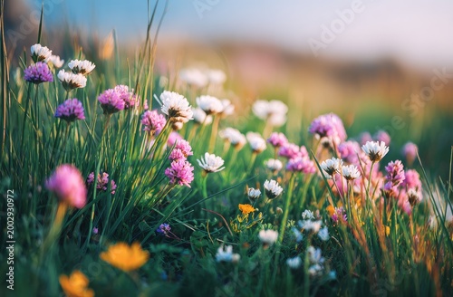 Soft focus meadow wildflowers in golden hour sunlight, delicate blooms glow