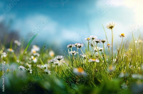 Lush green grass with delicate white flowers under a bright blue sky