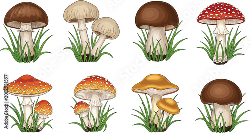 Forest mushroom varieties collection with different fungi species growing in grass detailed botanical vector illustration set