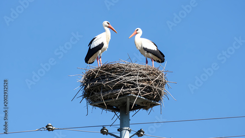 Two White Storks standing in a large stick nest built atop a tall utility pole against a clear blue sky. The birds have white plumage, black wing tips, and long orange beaks.