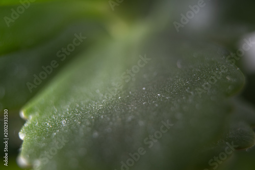 blatt baum makro nah pflanze