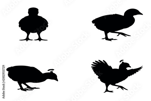 Foto Black bird silhouettes in varied postures showing standing walking pecking and w
