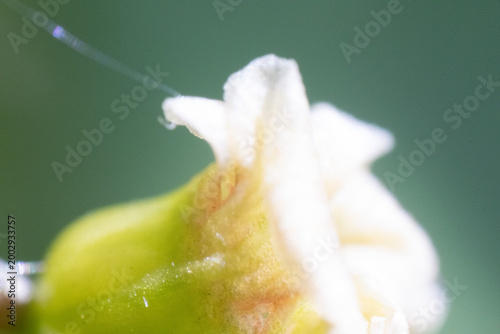 blüte weiß pflanze makro nah