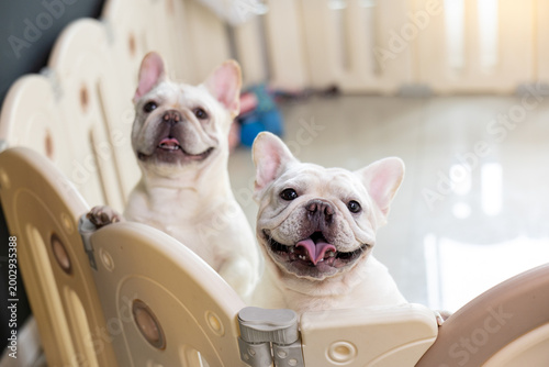 Obraz na plátně Happy white french bulldog dog and pet friend stand behind indoor playpen fence