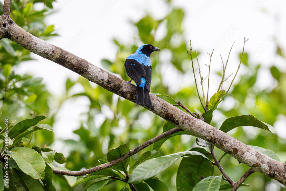Fototapeta premium Palawan Fairy-bluebird perched on a tree branch
