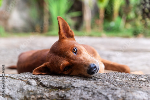 Close up portrait of a ginger dog lying on the ground with sad expressive eyes