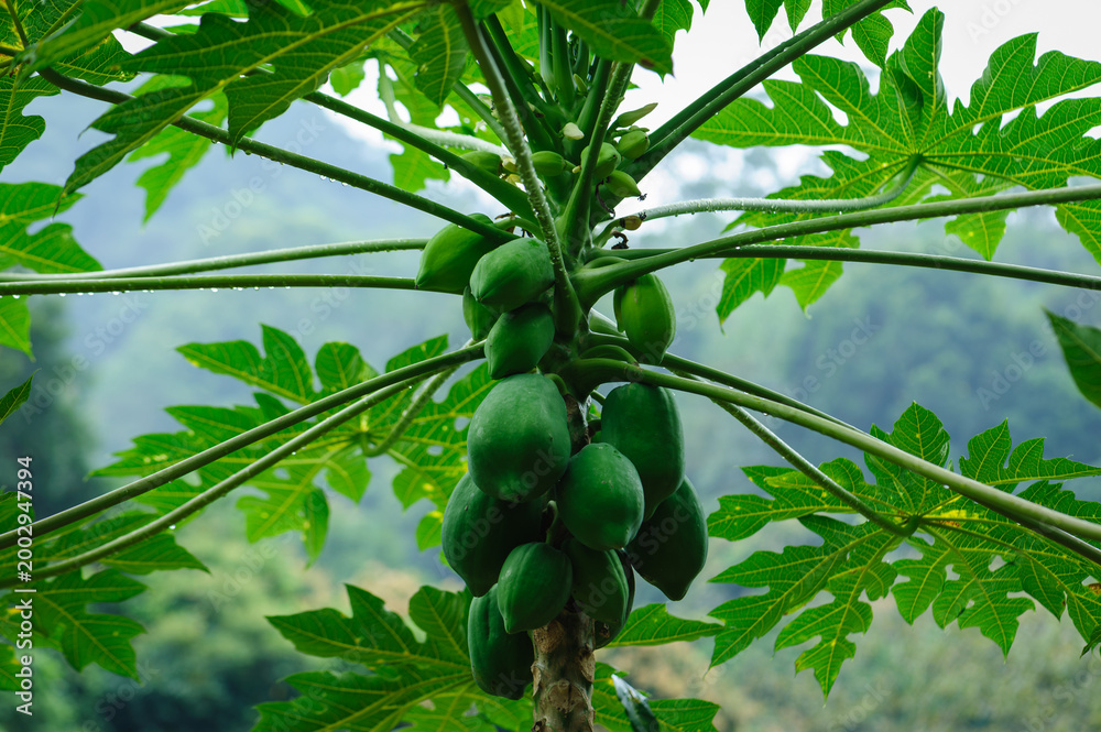 Fototapeta premium Papaya fruits growing on tree