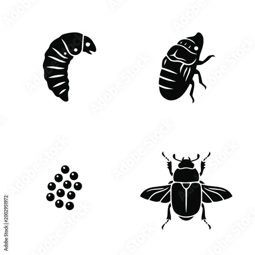 Beetle life cycle stages illustration with eggs larva pupa and adult insect
