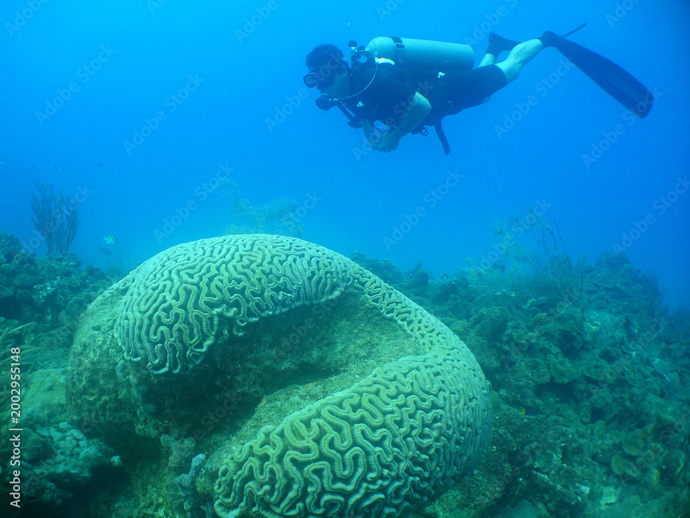 Fototapeta premium Scuba diver exploring a giant brain coral reef in clear blue tropical water