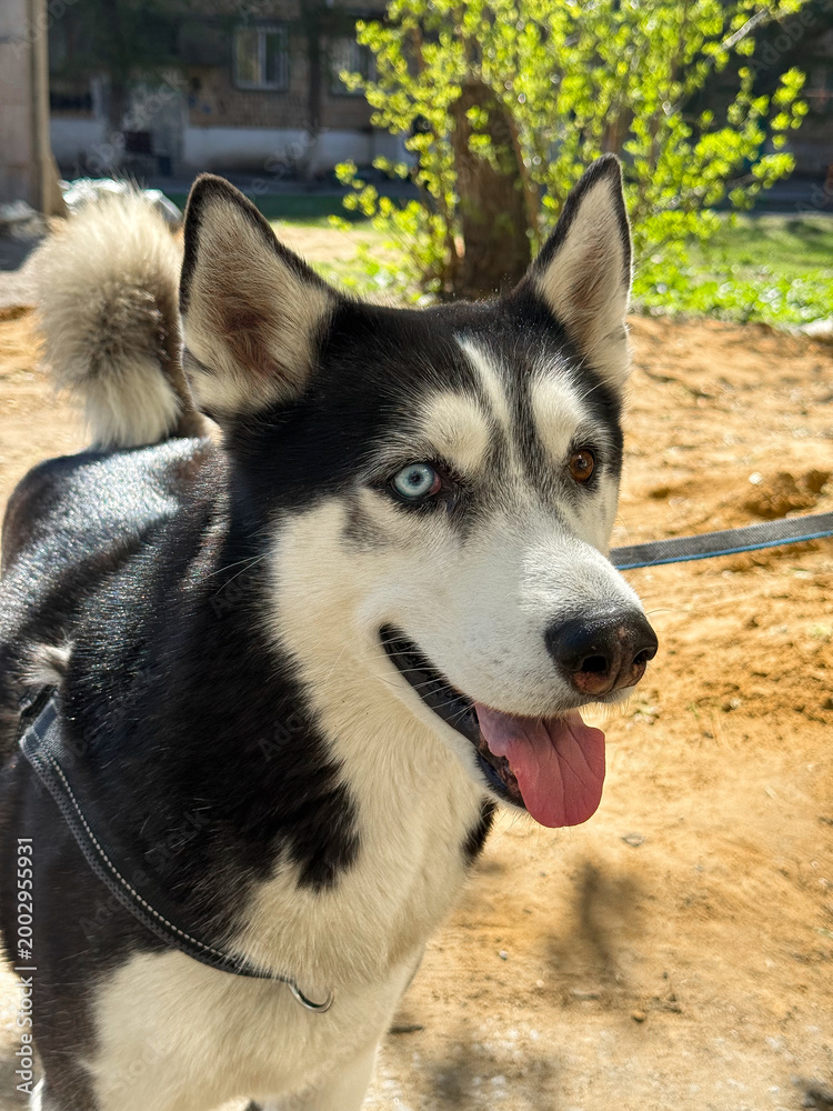 Obraz premium Close-up portrait of a Siberian husky dog with heterochromia eyes outdoors. Friendly domestic animal in natural environment.