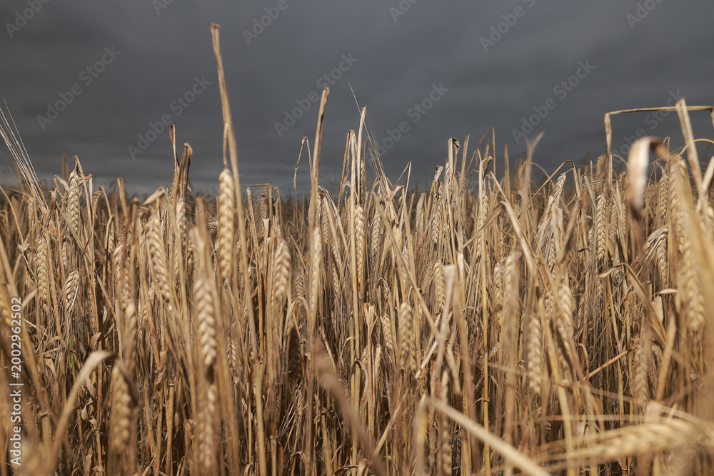 Fototapeta premium grain field, agriculture, night, evening view, unharvested autumn harvest