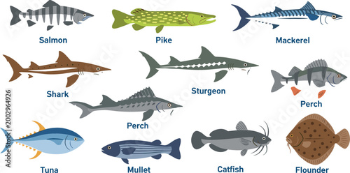 Fotografía Fish species set marine and freshwater animals including salmon tuna shark sturg