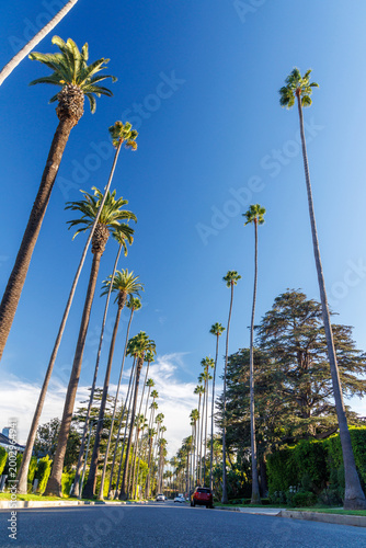 Tall palm trees and winding road in Beverly Hills
