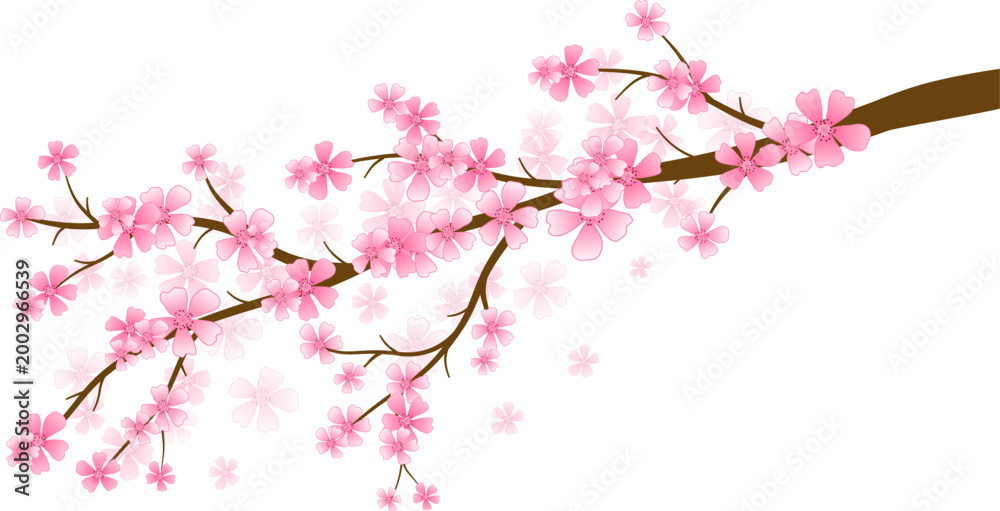 Fototapeta premium Pink Cherry Blossoms on Branch