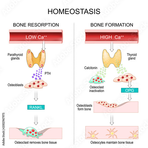 Homeostasis. Hormonal regulation of Bone remodeling. Osteoclasts remove bone. Osteoblasts form bone.