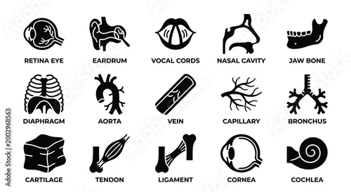 Human Internal Anatomy 15 Glyph Icons Set — Retina, Eardrum, Vocal Cords, Aorta, Vein, Bronchus and Cartilage Medical Vector Collection