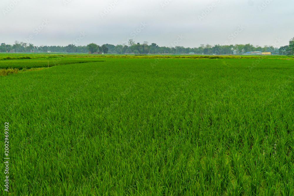 Fototapeta premium Vast Paddy Field with Young Rice Plants and Distant Tree Line