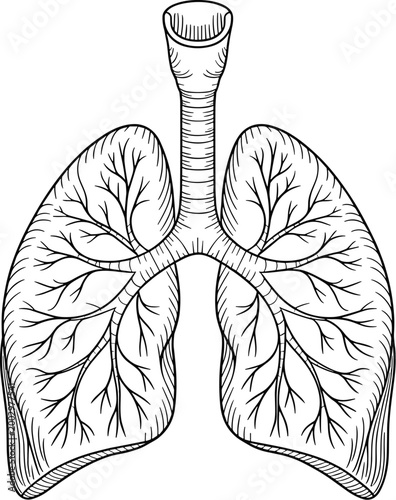 Detailed scientific illustration of human lungs and trachea in black and white line art, anatomically correct airway branching, symbolizing respiratory health, breathing, medical science, and pulmonar