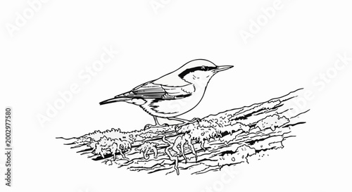 Tablou pe pânză Delicate black and white line art of a nuthatch perched on a mossy branch