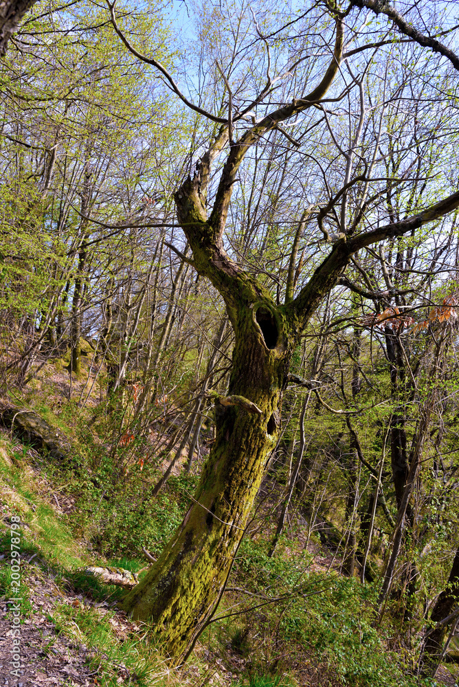 Fototapeta premium forest on the Crocetta Pass trail, Rapallo, Italy