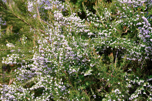 Tableau sur toile plant, characterized by small bell-shaped flowers that vary from white to pale p