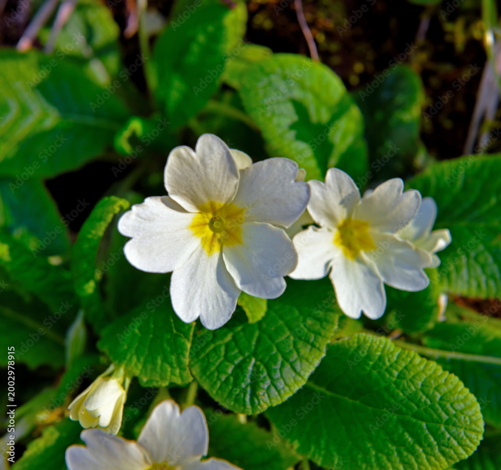 Obraz premium Primula vulgaris, a perennial herbaceous plant known as the common primrose