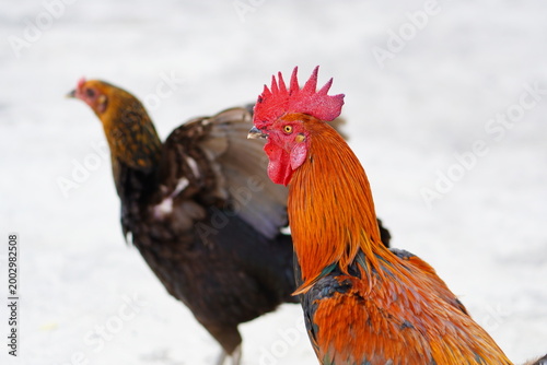 A vibrant rooster and a hen standing together