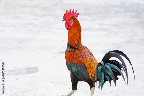 Full body shot of a colorful rooster standing isolated on white background