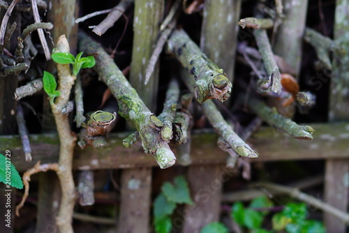 Closeup of pruned tree branches in a rustic wooden garden fence