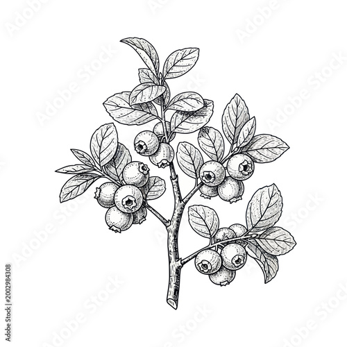 Hand Drawn Blueberry Branch Illustration