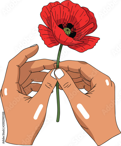 Hands Gently Holding a Single Red Poppy Flower Vector Illustration