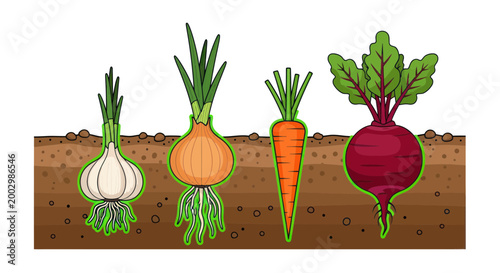 Root Vegetables Growing Underground: Garlic, Onion, Carrot, Beetroot