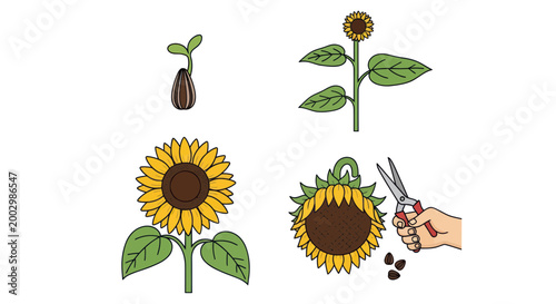 Sunflower Life Cycle Stages: Seedling to Harvest