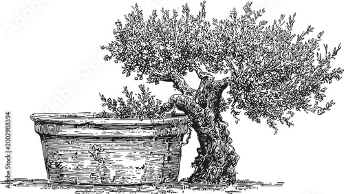 Vintage olive tree with rustic ceramic pot detailed black and white engraving illustration