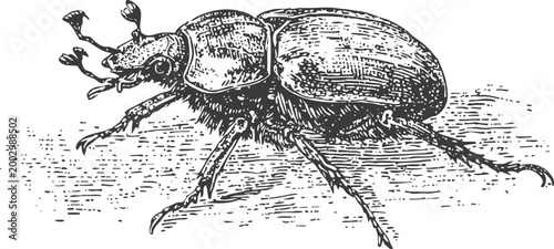 detailed hand drawn rhinoceros beetle illustration with textured body and articulated legs in vintage