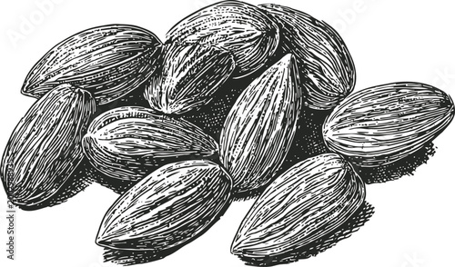 Almonds nuts hand drawn illustration organic healthy food, natural snack and vegetarian ingredient concept