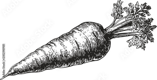 Hand drawn carrot illustration with leafy top in vintage sketch on white background