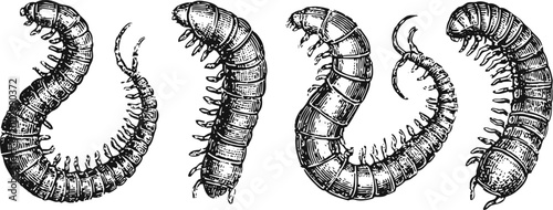 Detailed vintage black and white illustration of various centipedes showing segmented bodies and numerous legs