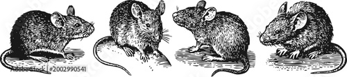vintage illustration of four black rats with detailed fur and tails, side profile view