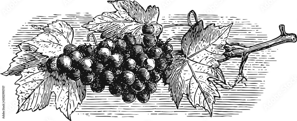 Fototapeta premium Vintage grapevine illustration with ripe grape clusters and detailed vine leaves, botanical art design