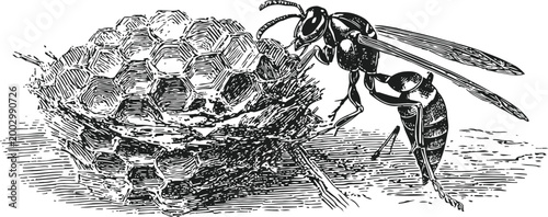 wasp building honeycomb nest with hexagonal cells in detailed vintage engraving illustration