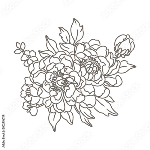 Line art of peony leaves and flowers. Hand drawn floral elements.  Vector illustration