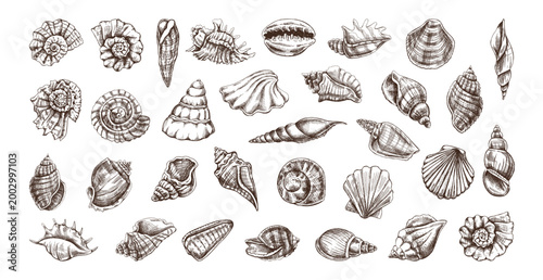 Hand drawn vintage sea shells set collection engraving monochrome marine conch spiral scallop detailed isolated illustration